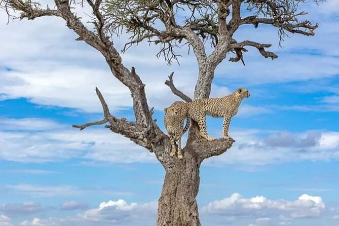 4 Days Masai Mara/Lake Nakuru Budget Safari - Is $590 good value?
