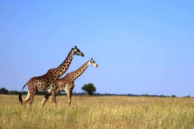 4 Days Masai Mara & Lake Nakuru Group Joining Safari - Key points to know before booking
