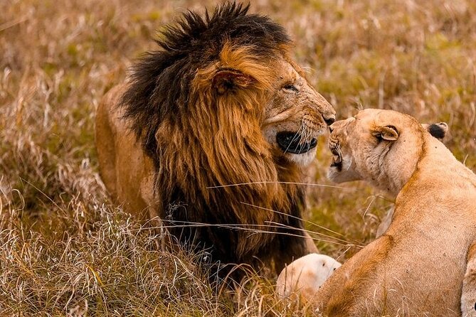 4 Days Masai Mara & Lake Nakuru Group Joining Safari - From Nairobi to the Great Rift Valley viewpoint