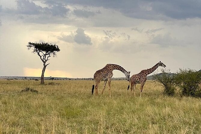 4 Days Masai Mara & Lake Nakuru Group Joining Safari - What the $650 price really covers