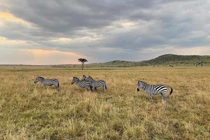4 Days Masai Mara & Lake Nakuru Group Joining Safari - Group size, guides, and the practical feel