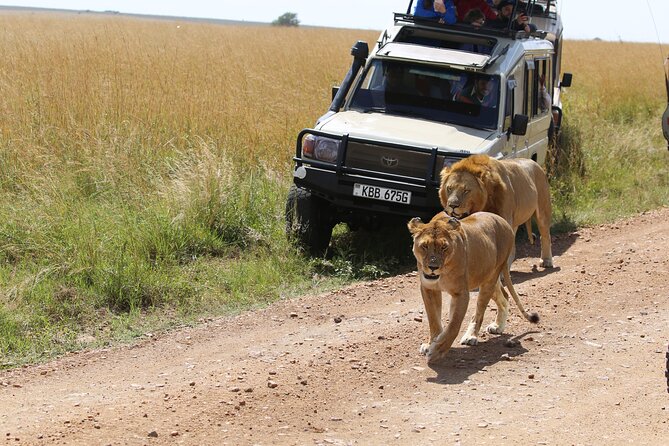 4 Days Masai Mara Lake Nakuru Jeep Safari - Day 3: Leaving the Mara for Lake Nakuru