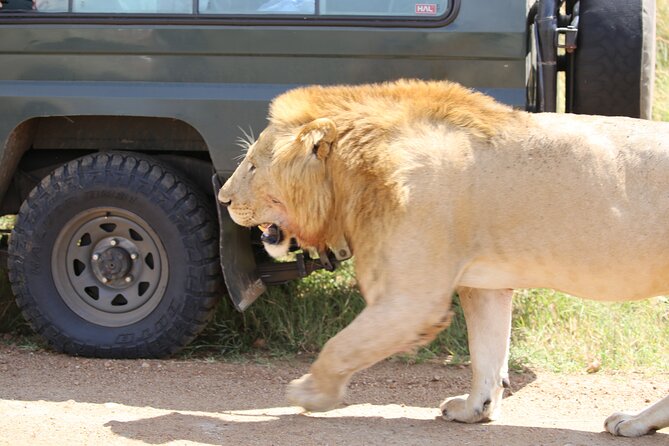 4 Days Masai Mara Lake Nakuru Jeep Safari - Day 4: A morning at Lake Nakuru and the return to Nairobi