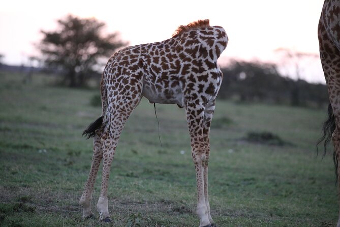 4 Days Masai Mara Lake Nakuru Jeep Safari - What the price includes, and what it does not