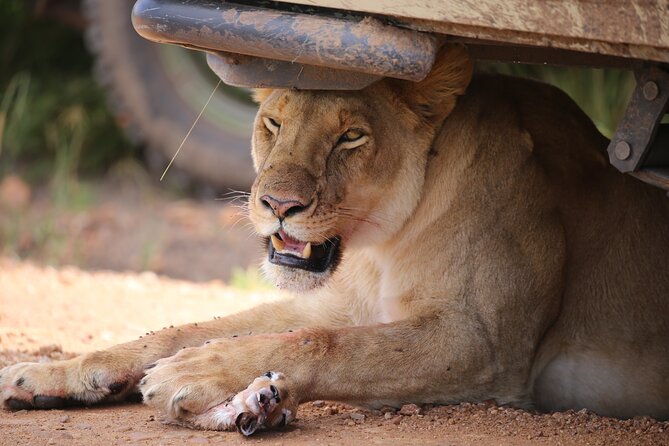4 Days Masai Mara Lake Nakuru Jeep Safari - Who will like this safari most