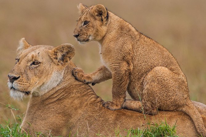 4 Days Masai Mara & Lake Nakuru Lodge Safari - Day 1: Nairobi to Maasai Mara by the Great Rift Valley