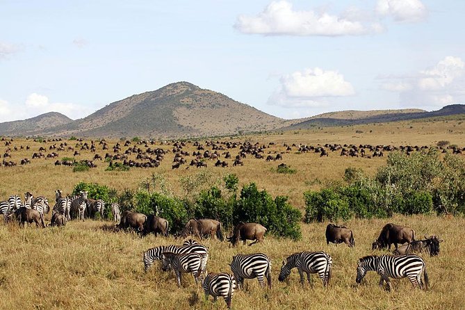 4 Days Masai Mara & Lake Nakuru Lodge Safari - Day 2: A full day among Maasai Mara’s big cats
