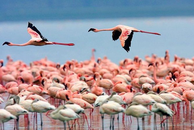 4 Days Masai Mara & Lake Nakuru Lodge Safari - What the private format really gives you