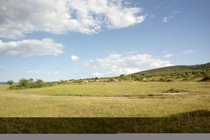4 Days Masai Mara Nakuru - Why this four-day safari works