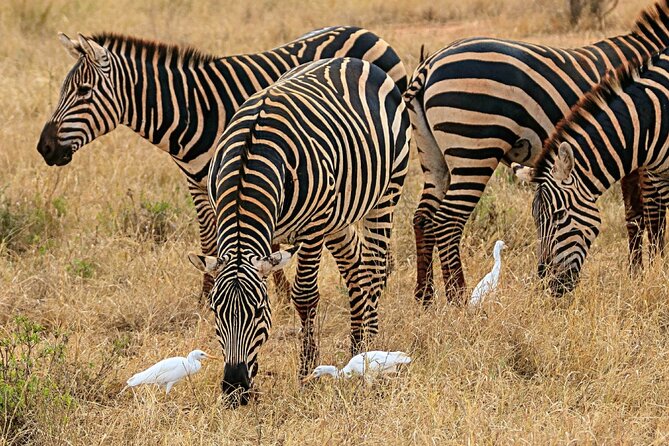 4 Days Masai Mara Nakuru - The Great Migration and the best season to consider