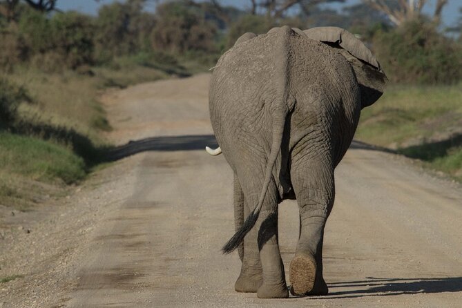 4 Days Masai Mara Nakuru - Why a two-person group changes the experience