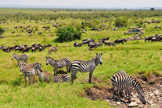4 days masai mara Nakuru Joining safari - A four-day route from Nairobi to Kenya’s best-known reserves