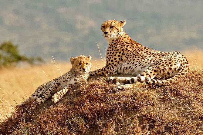 4 days masai mara Nakuru Joining safari - Day 4: Flamingoes, rhinos, and the return to Nairobi