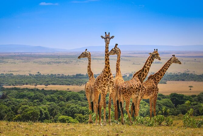 4 days masai mara Nakuru Joining safari - Day 1: Rift Valley views and the first Mara drive