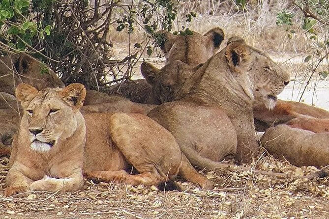 4 Days Mid Luxury Safari, Lake Nakuru and Masai Mara. - Key points to know before booking