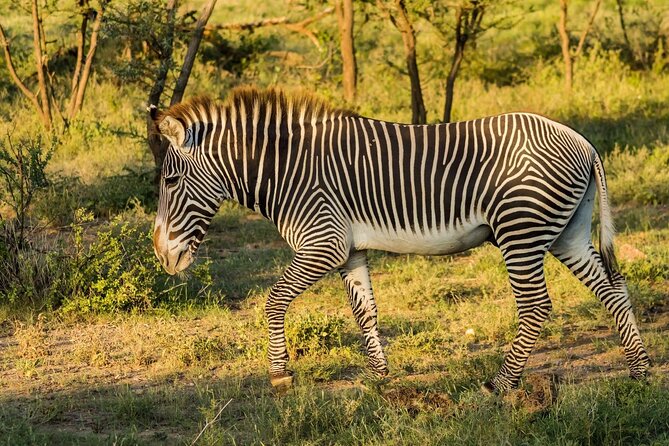4 Days Mid Luxury Safari, Lake Nakuru and Masai Mara. - Who will get the most from this safari