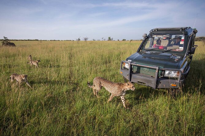 4 Days Mid Luxury Safari, Lake Nakuru and Masai Mara. - Lake Nakuru: flamingos, black rhinos, and a short afternoon drive