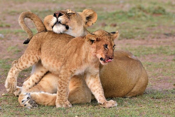 4 Days of Untamed Beauty: An Unforgettable Masai Mara Road Safari - Four days built around the Masai Mara