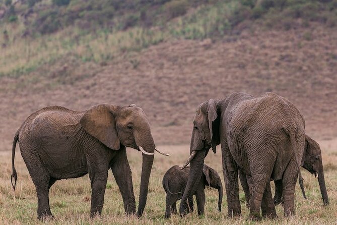 4 Days of Untamed Beauty: An Unforgettable Masai Mara Road Safari - What makes the Mara worth the long drive