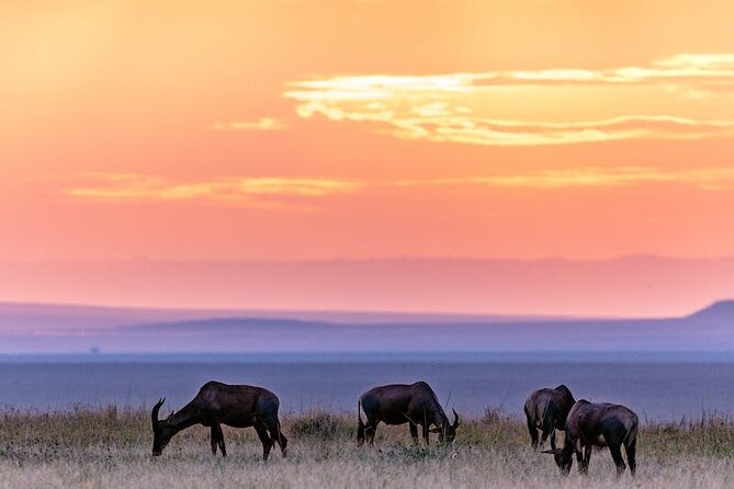 4 Days of Untamed Beauty: An Unforgettable Masai Mara Road Safari - Day 3: Use the extra time wisely