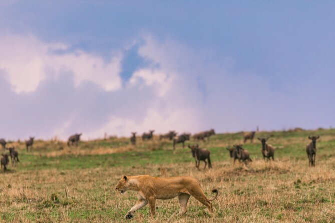 4 Days of Untamed Beauty: An Unforgettable Masai Mara Road Safari - How the private vehicle changes the experience