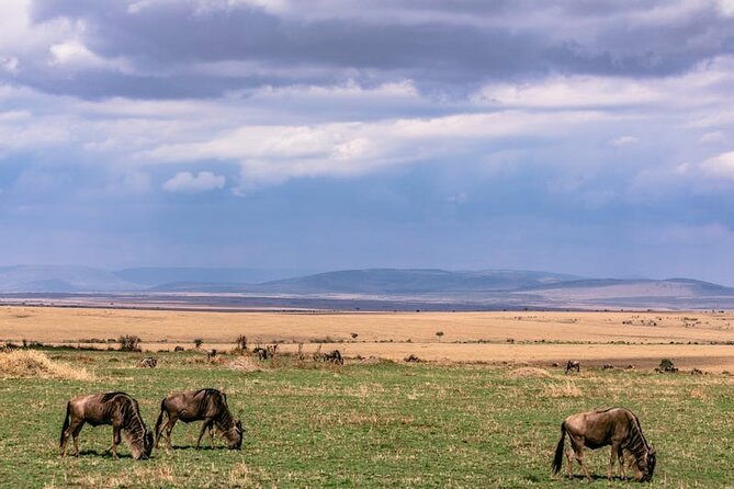 4 Days of Untamed Beauty: An Unforgettable Masai Mara Road Safari - What the $1,600 price really covers