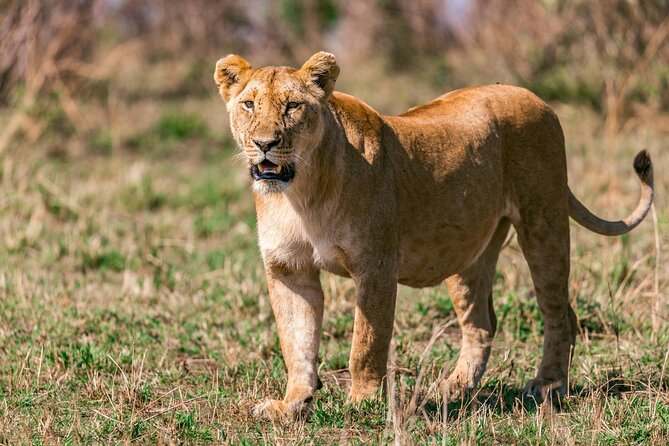 4 Days of Untamed Beauty: An Unforgettable Masai Mara Road Safari - Who will get the most from this safari