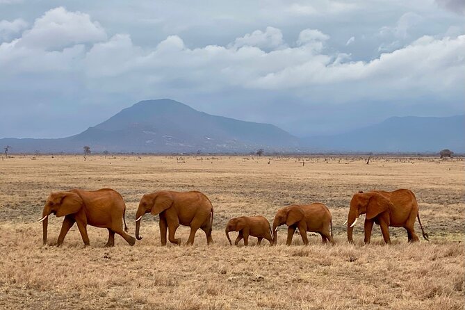 4 Days Private Safari Tour Tsavo and Amboseli from Nairobi - Day 2: A dawn exit from Tsavo East to Tsavo West