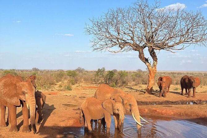 4 Days Private Safari Tour Tsavo and Amboseli from Nairobi - Is $1,450 per person fair value?