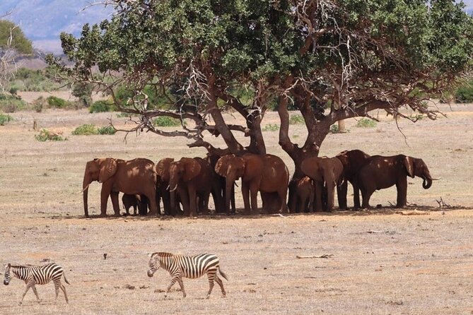 4 Days Private Safari Tour Tsavo and Amboseli from Nairobi - Day 1: Aruba Dam and Tsavo East’s open savanna
