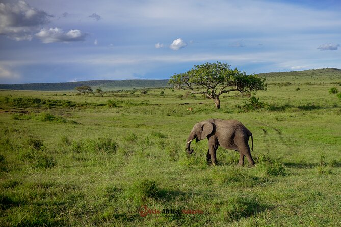 4 Days Safari Adventure Masai Mara and Nakuru Park Group - Why this four-day route works