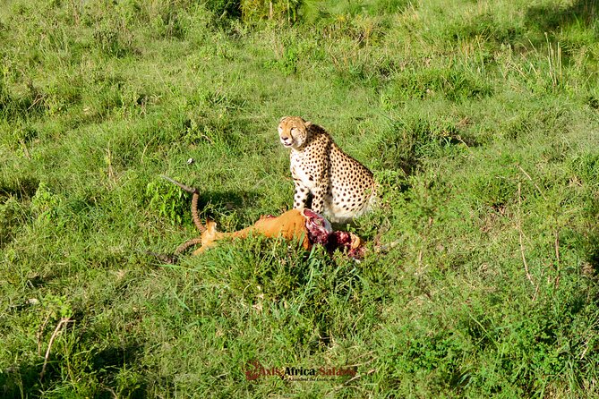 4 Days Safari Adventure Masai Mara and Nakuru Park Group - Day three: a choice between culture and road time