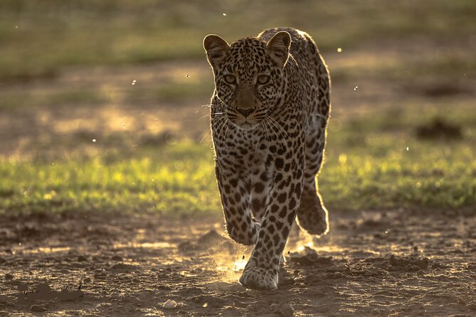 4 Days Safari from Mombasa to Amboseli and Tsavo West and East - Day 1: Farmland, Tsavo West, and a Rhino Sanctuary