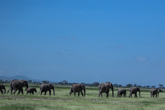 4 Days Safari from Mombasa to Amboseli and Tsavo West and East - Wildlife: What You Might See