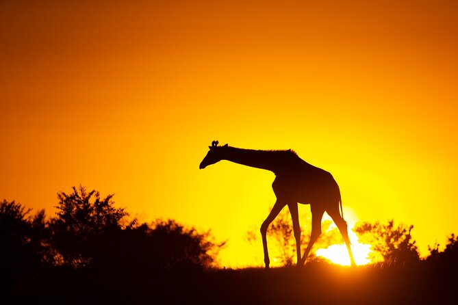 4 Days Safari from Mombasa to Amboseli and Tsavo West and East - Day 2: Mzima Springs and the Road to Amboseli