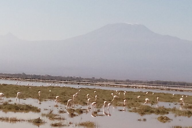 4 Days Safari to Amboseli N/P, Tsavo East N/P. - Key reasons to consider this safari