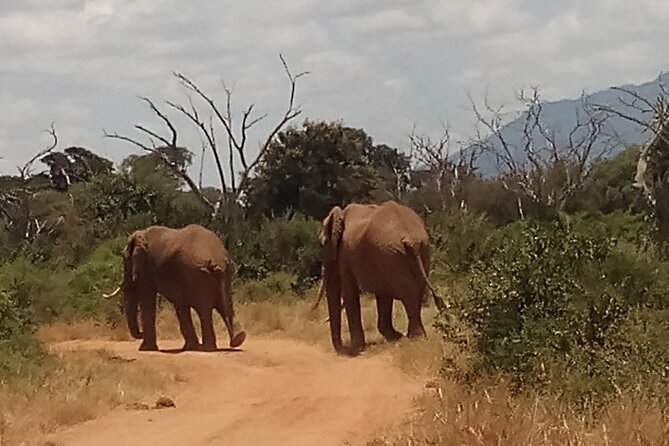 4 Days Safari to Amboseli N/P, Tsavo East N/P. - What this four-day safari is really like