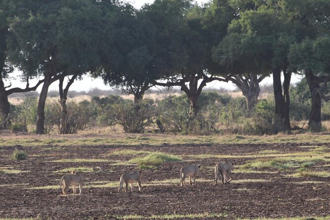 4 Days Safari to Amboseli N/P, Tsavo East N/P. - Guide, group size, and the feel of the trip