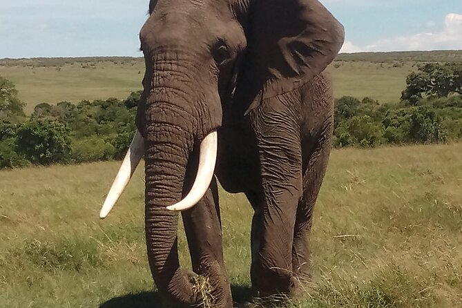 4 Days Safari to Lake Nakuru N/P and Maasai Mara N/R - Day three: Your fullest Maasai Mara wildlife day