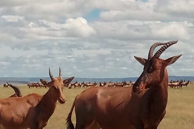 4 Days Safari to Lake Nakuru N/P and Maasai Mara N/R - Day four: One last sunrise before Nairobi