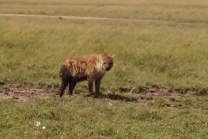 4 Days Safari to Lake Nakuru N/P and Maasai Mara N/R - Guides and the value of a private vehicle