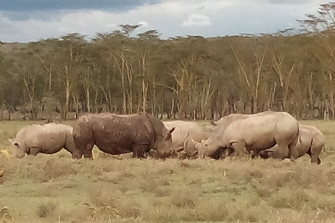 4 Days Safari to Lake Nakuru N/P and Maasai Mara N/R - What the $1,600 price includes