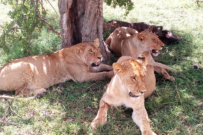 4-days safari: Tsavo east, west and Amboseli national parks - Day 1: Tsavo East and the first afternoon game drive