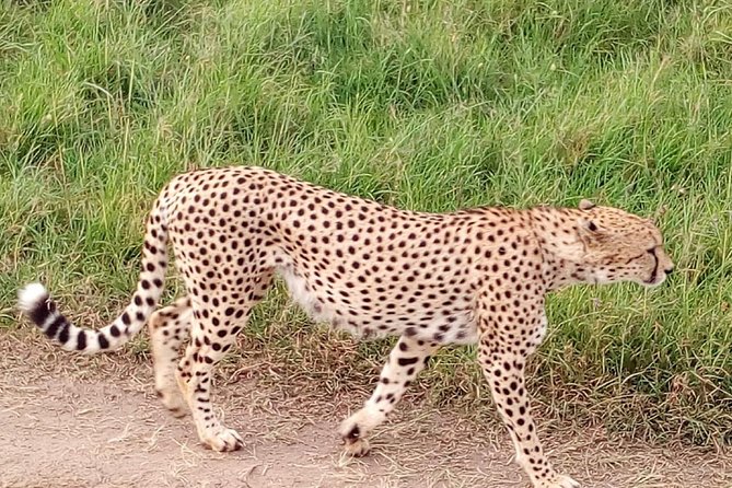 4-days safari: Tsavo east, west and Amboseli national parks - Day 3: Amboseli’s elephants and an evening drive