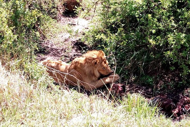 4-days safari: Tsavo east, west and Amboseli national parks - Day 4: Early Amboseli wildlife, then Nairobi