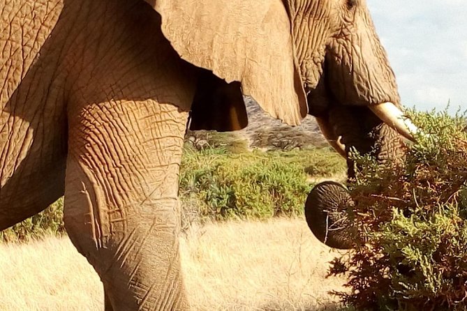 4-days safari: Tsavo east, west and Amboseli national parks - What the $1,100 price really includes