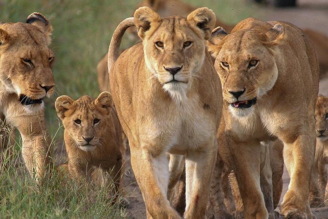 4 Days Small Group Maasai Mara and Lake Nakuru Safari - Optional Maasai culture and the balloon choice