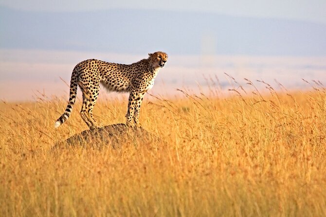 4 Days Tour Landcruiser in Masai Mara and Lake Nakuru - The big five question, answered honestly