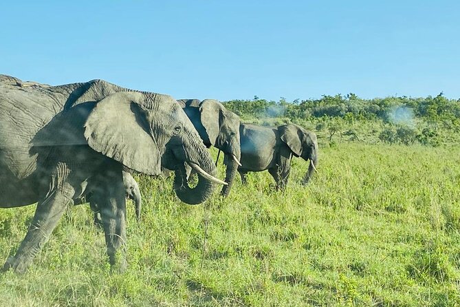 4 Days Tour Landcruiser in Masai Mara and Lake Nakuru - Day three: Leaving the Mara for Lake Nakuru