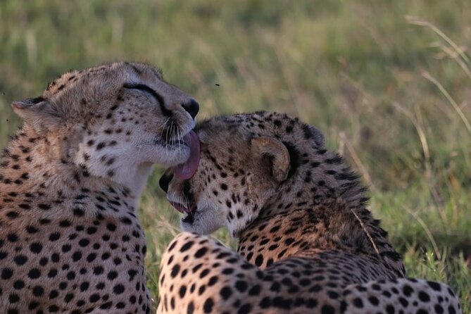 4 Days Tour Landcruiser in Masai Mara and Lake Nakuru - Day four: Flamingos, rhinos, and a short final drive